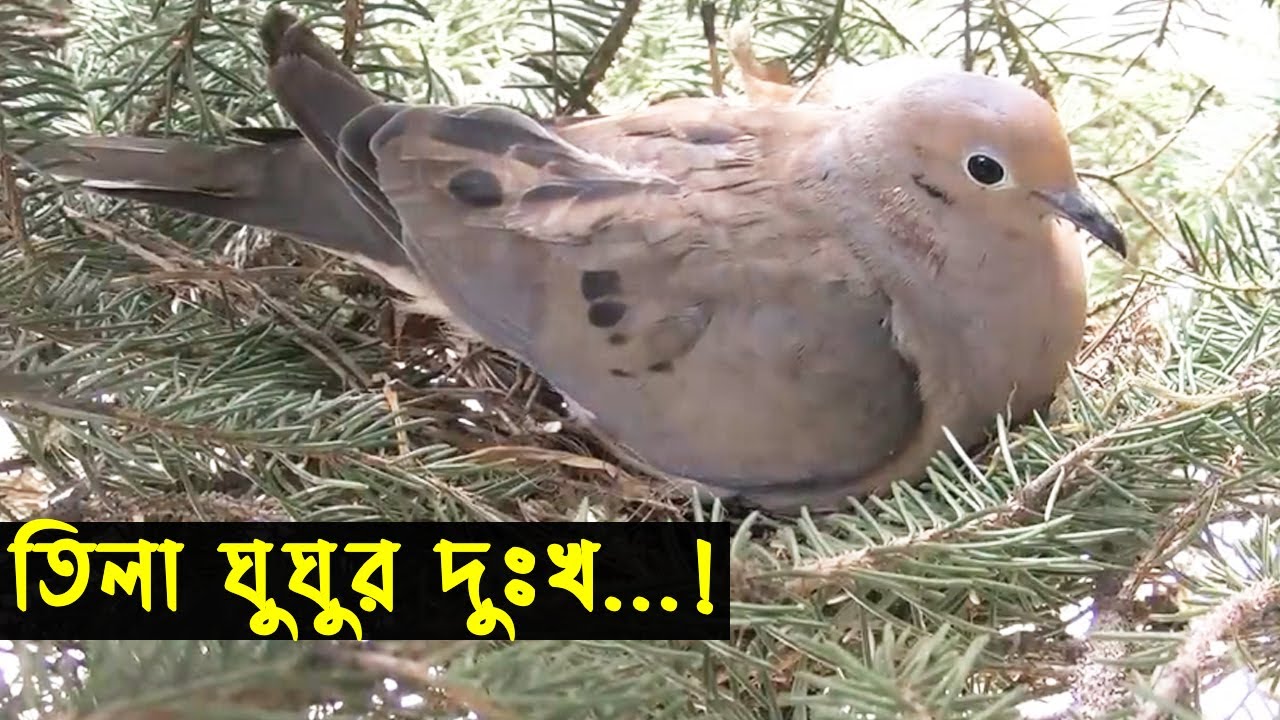 হতভাগা ঘুঘু দম্পতির জীবন কাহিনী | Bird Story - 22 | The Life Story Of  Dove |ঘুঘু পাখির গল্প |Jactok