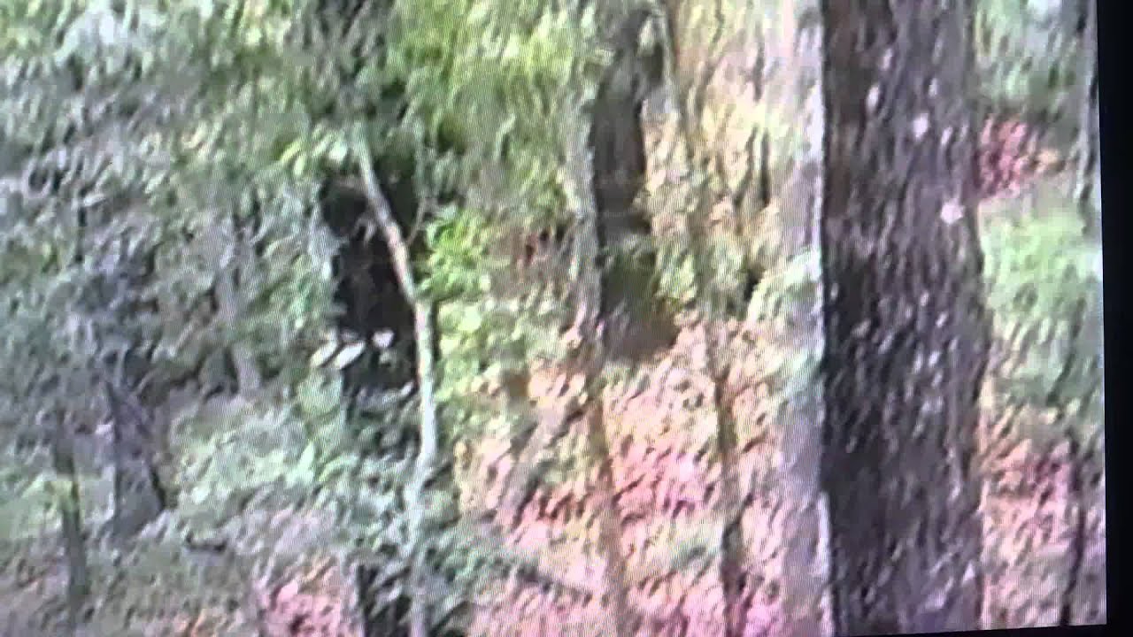 Branson camping video
