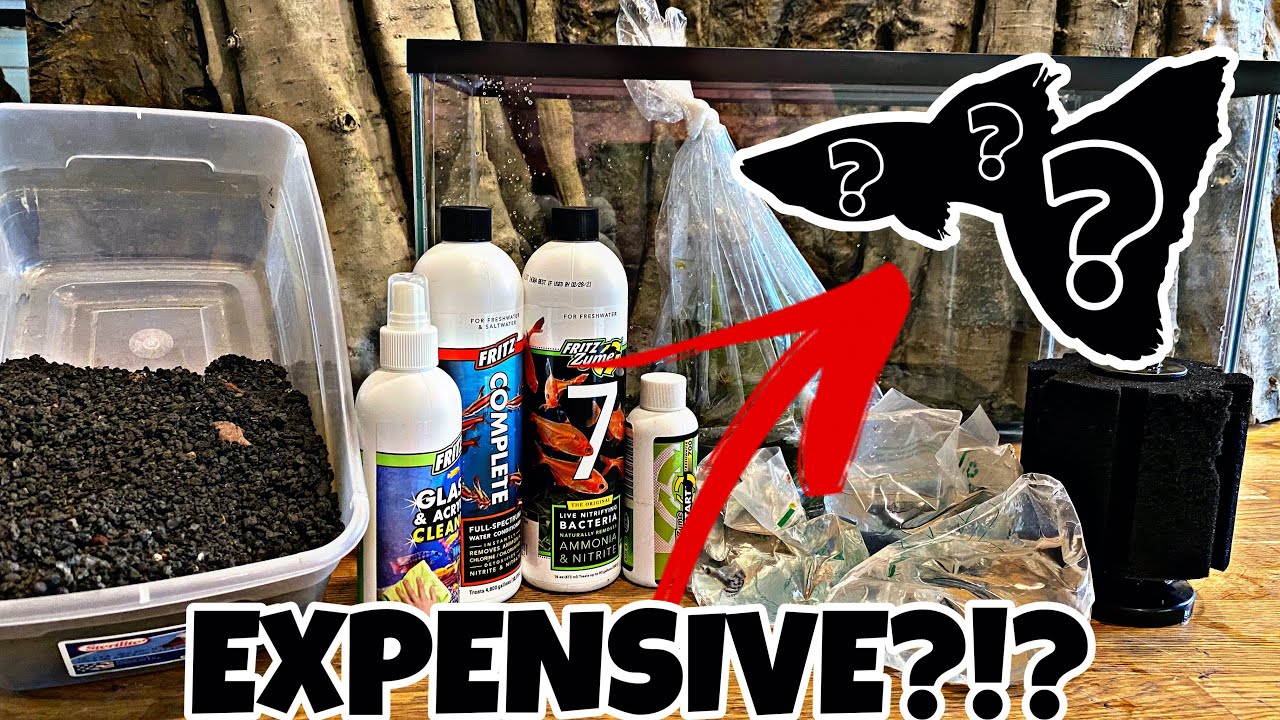 Breeding *EXPENSIVE* Guppies (High Quality Guppies)