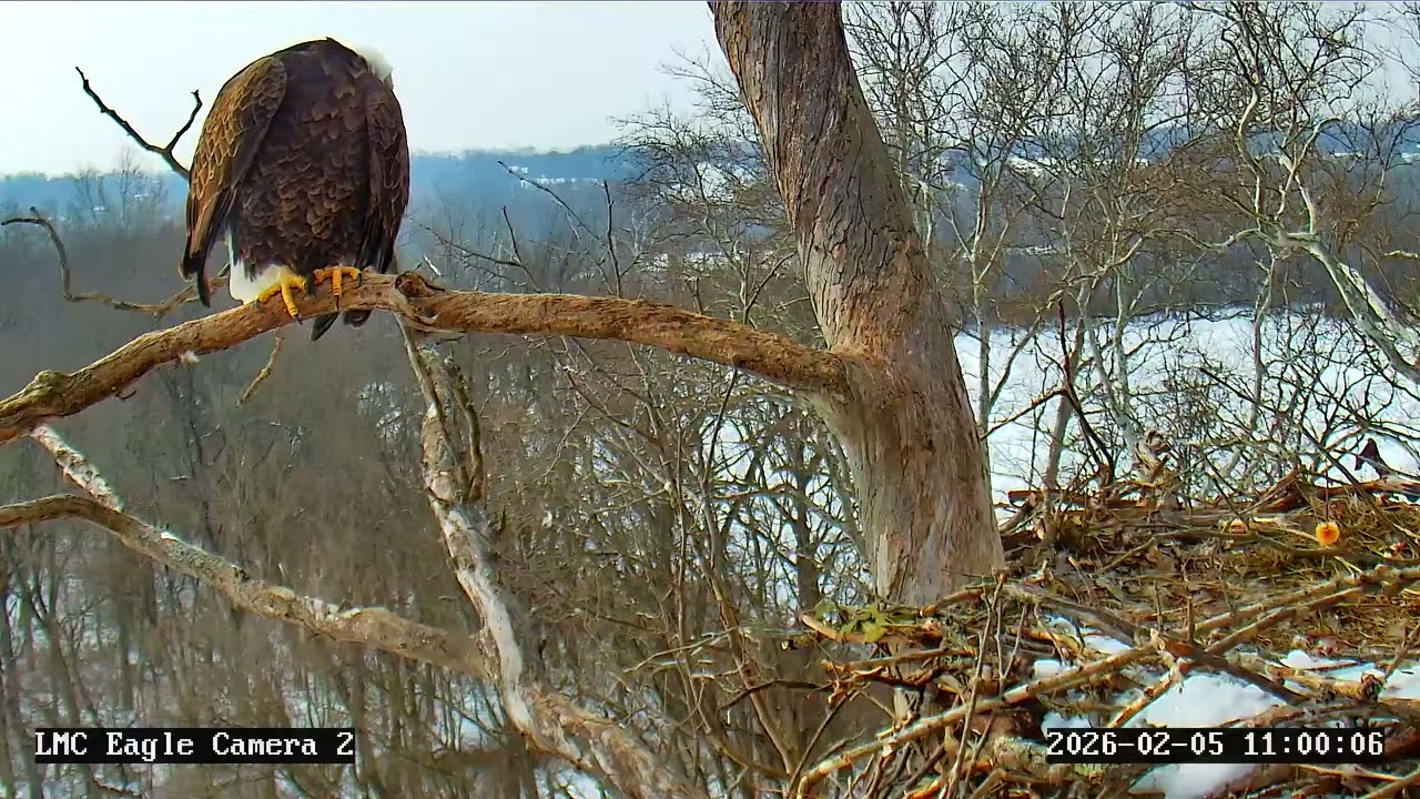 Ohio Eagles Preparing for Spring? Early February Nest Watch