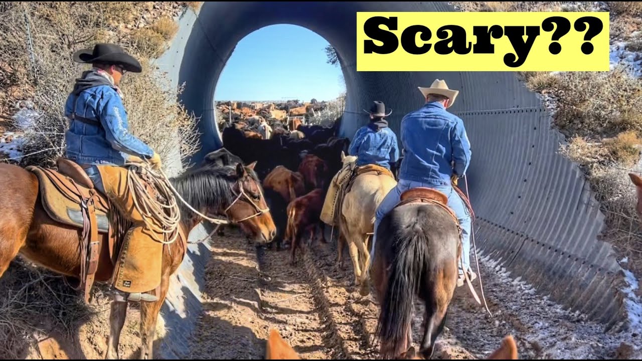 TIPS FOR A COLT’S FIRST RIDE OUT | FLICKA’S 1st GATHER