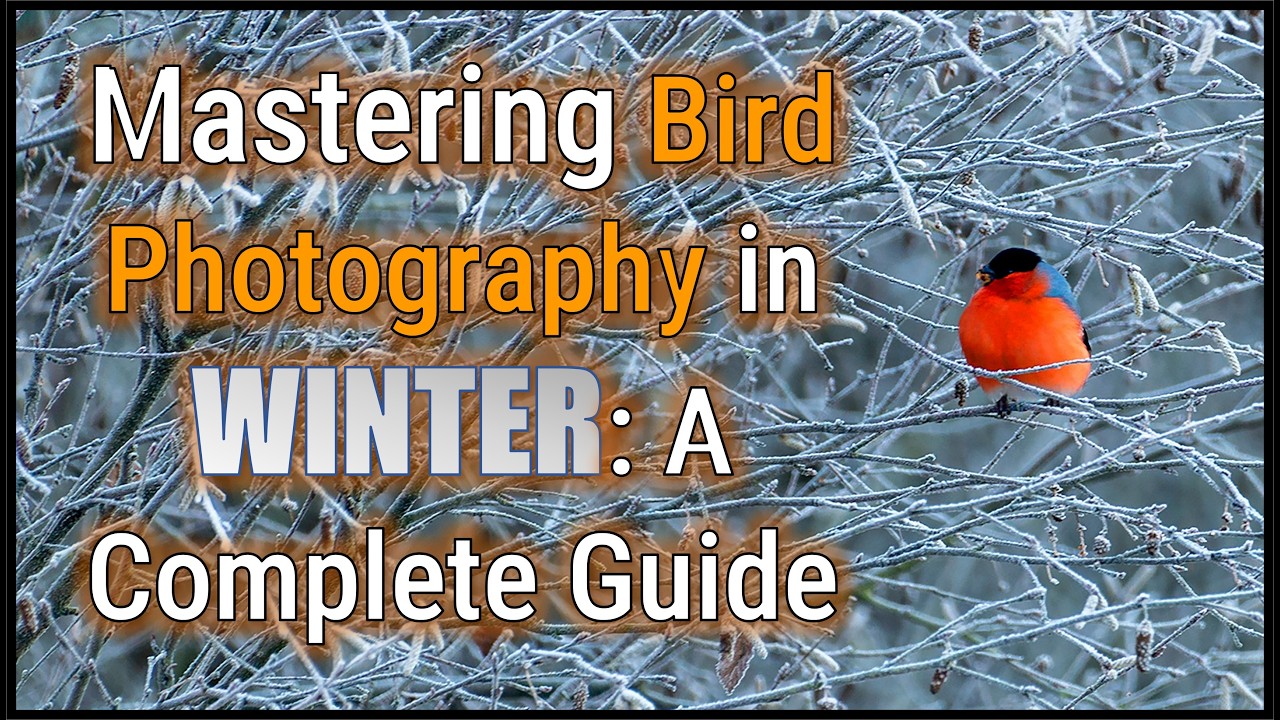 Mastering Bird Photography in Winter: A Complete Guide with Game-Changing Tips.