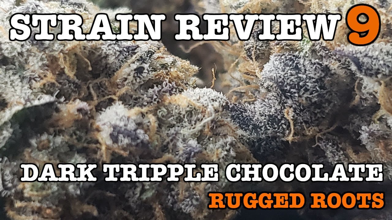 DARK TRIPPLE CHOCOLATE STRAIN REVIEW 9 [ GROWERS ONLY CO ]