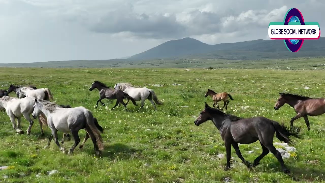 The wild horse  is a species of the genus Equus #shorts
