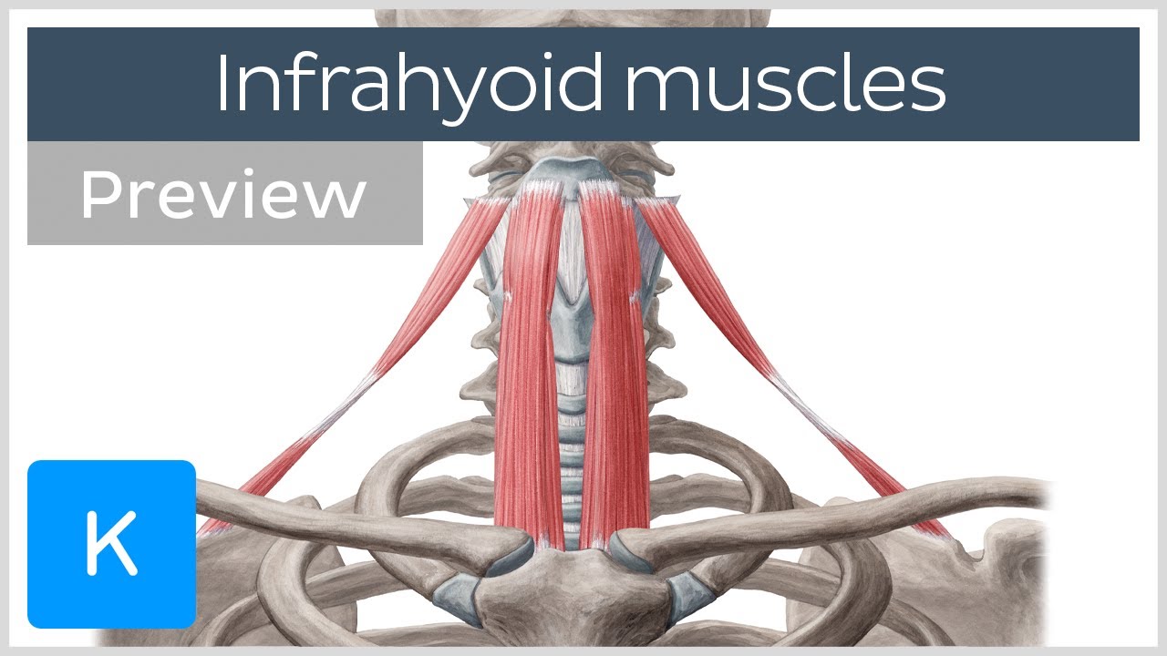 Infrahyoid muscles: Origin, insertion, innervation and function (preview) - Human Anatomy |&nbsp;Kenhub