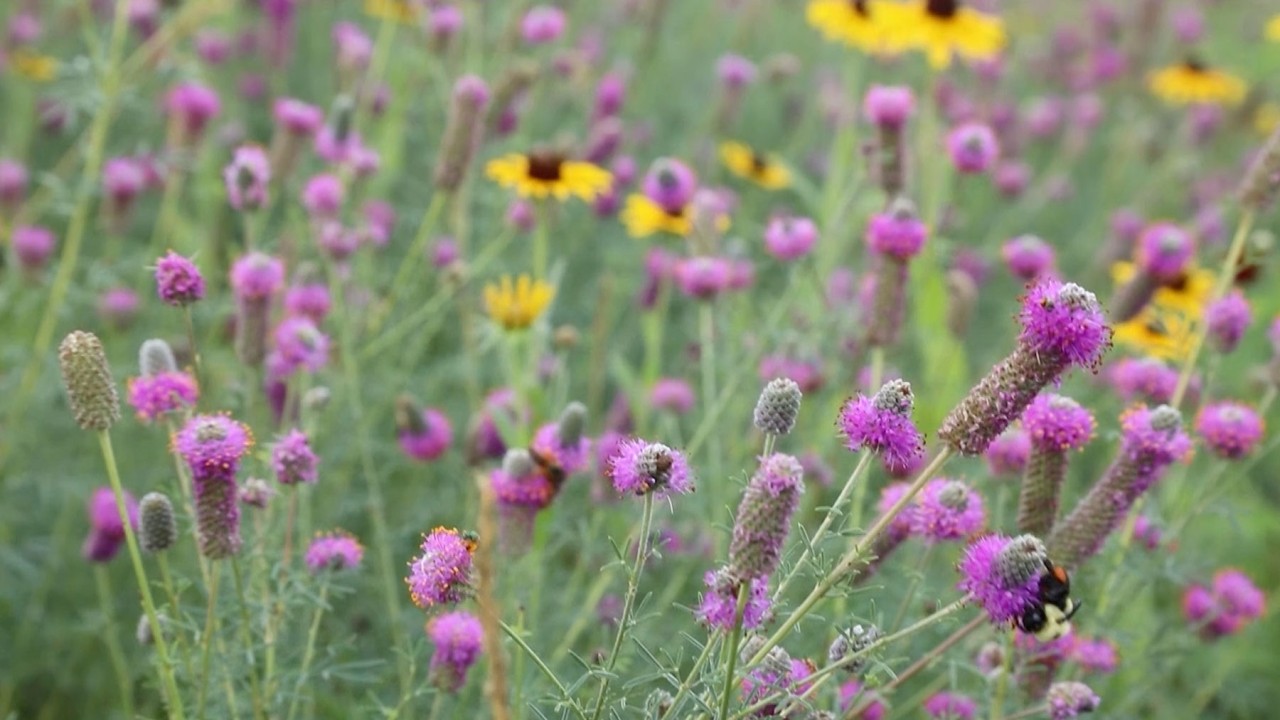 Новости агробизнеса на этой неделе, 4 апреля 2026 г.