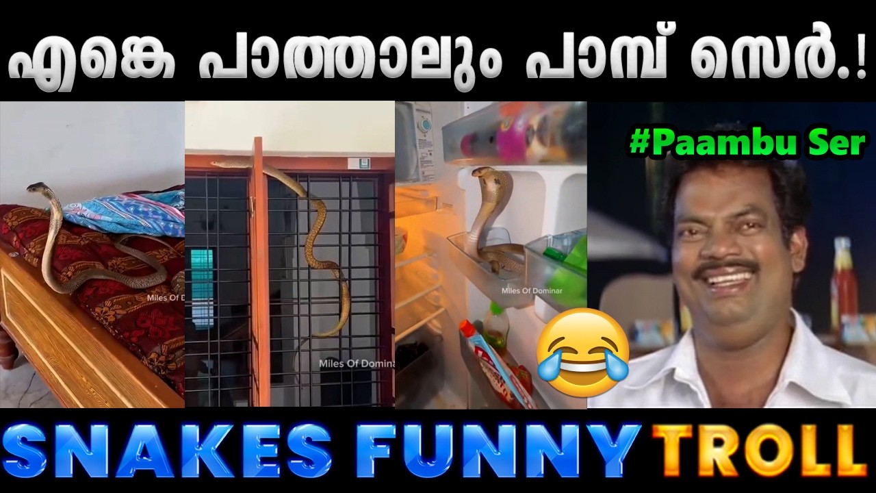 പാമ്പുകൾ ഇപ്പോൾ ആറാടുകയാണ്.!! Troll Video | Snakes Issue Funny Troll | Albin Joshy