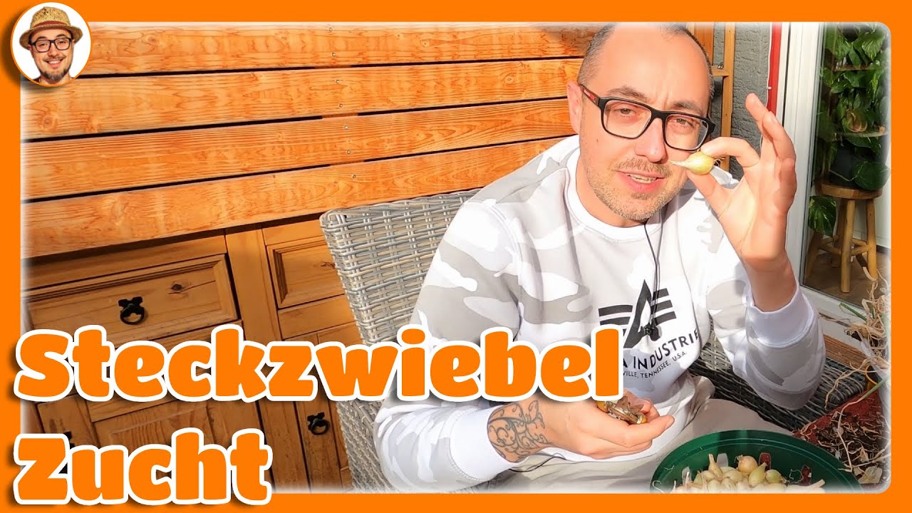 Steckzwiebeln selber ziehen 🧅 Eigene Steckzwiebel Zucht Gemüsezwiebel Steckzwiebeln anbauen
