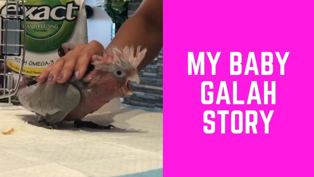 BABY GALAH STORY