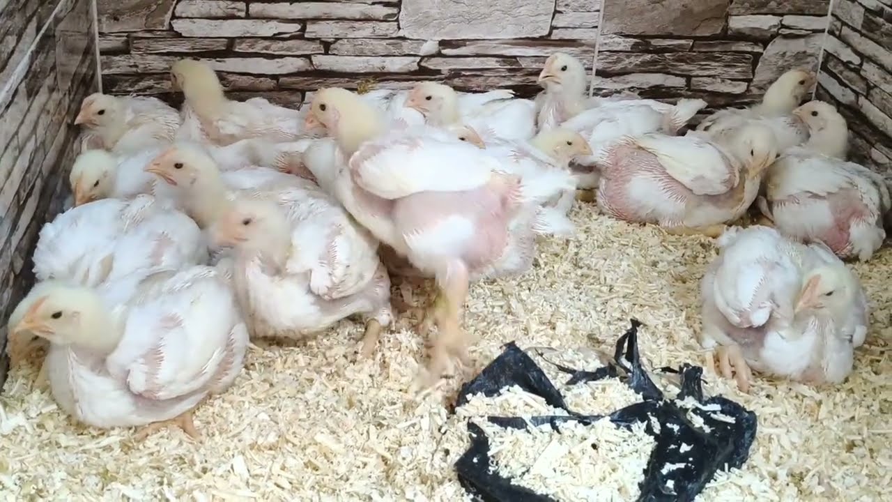 معلقة منه يوميا يساوى 5 كيلو وزن على رمضان وافضل طريقة لاستخدام الجير للفراخ البيضاء لازم تعملى كده