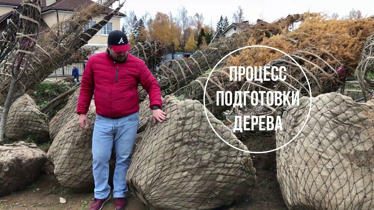 Крупномеры: Выкопать из леса и на участок? Лучше не делай так! Узнай тут почему!