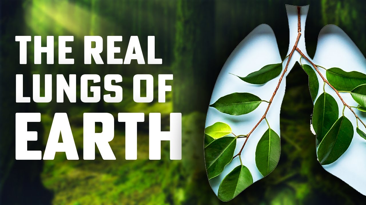Rainforests Are NOT the Lungs of Earth 🌍 Truth About Oxygen Production!