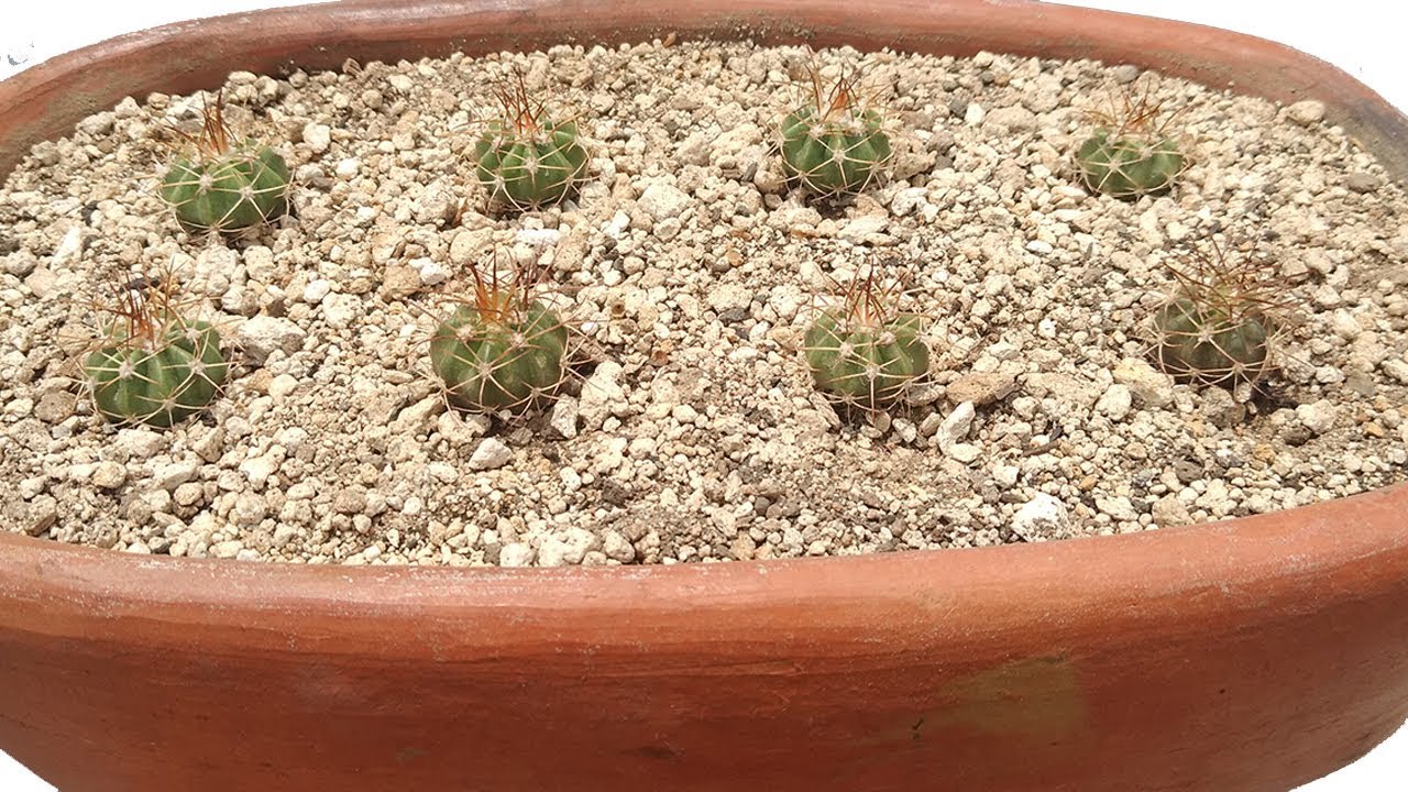 Mis pequeños Melocactus (Semillero de cactus/cuidados)