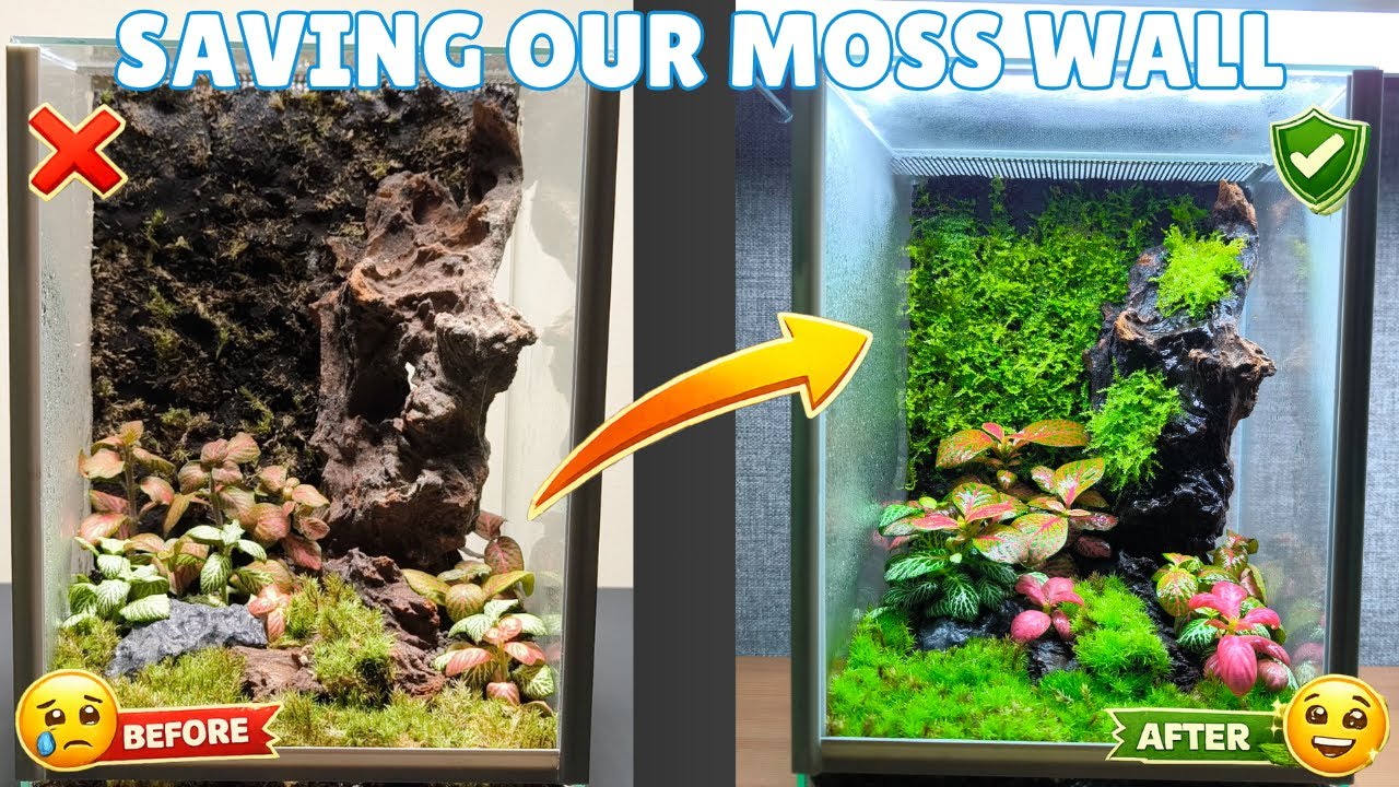 Can a Completely Dry Moss Wall Recover?