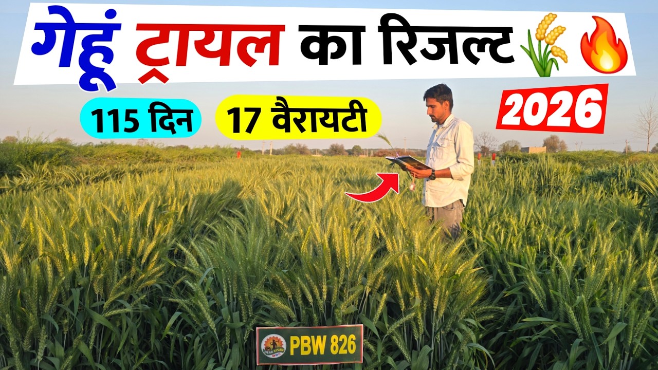 गेहूं ट्रायल का रिजल्ट | 17 वैरायटी 115 दिन, बहुत ज्यादा अंतर | Wheat trial result 2026 | Dear Kisan