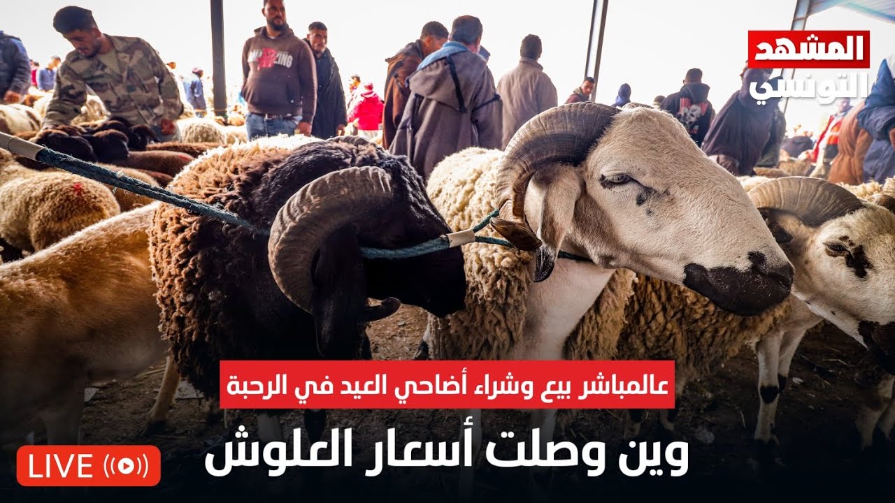 عالمباشر بيع وشراء أضاحي العيد.. وين وصلت أسعار العلوش !