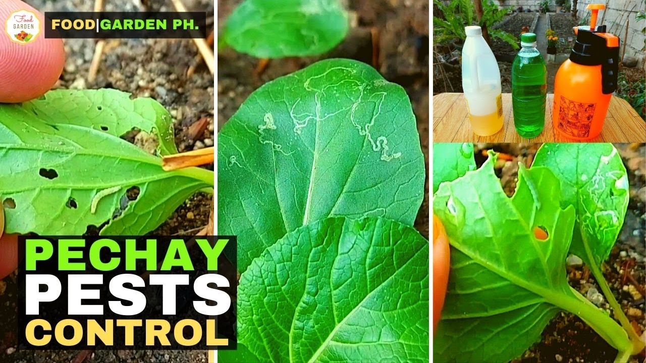 Natural na pag alis ng peste sa Pechay | FoodGarden Ph.