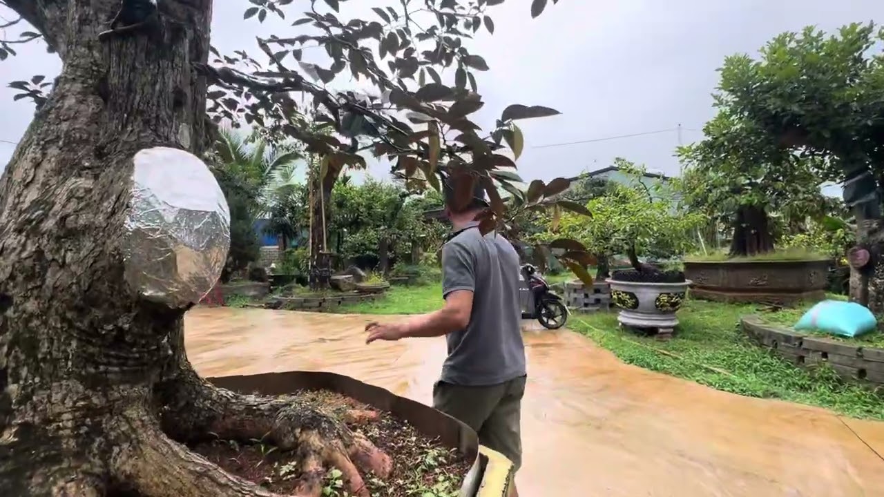 2 chậu vú thành phẩm giao lưu ae mọi miền