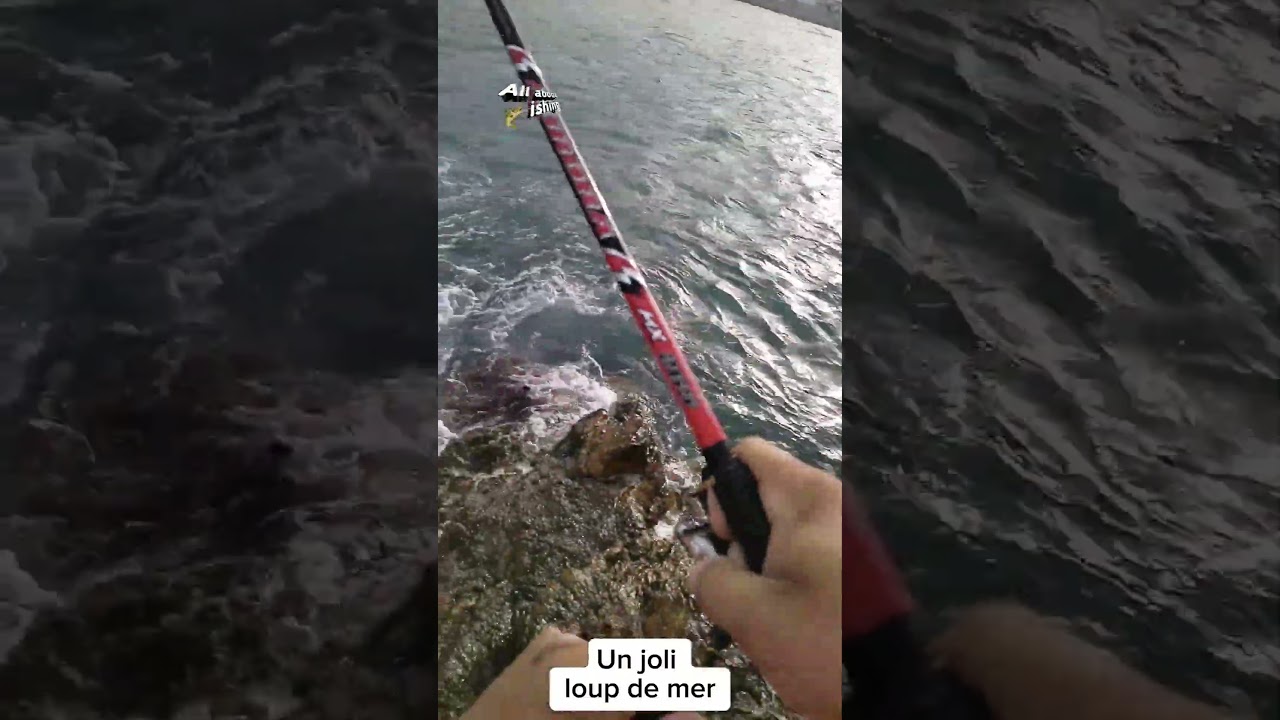 Bar au leurre en eau claire : le changement de couleur qui fait toute la différence