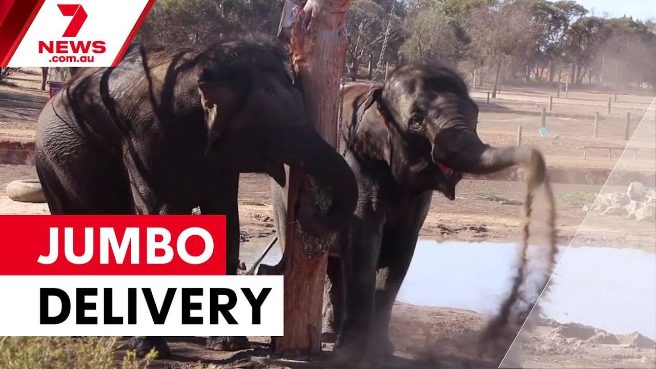 Elephant completes epic Nullarbor journey to new home | 7NEWS