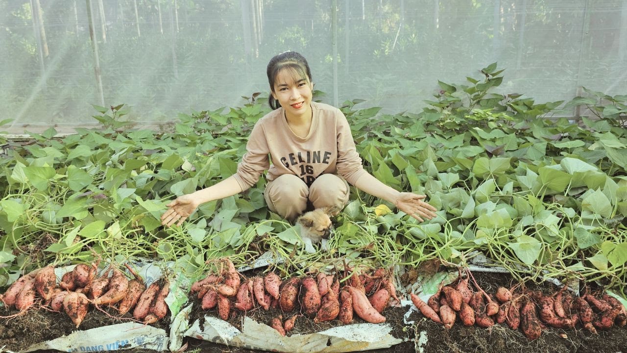 Số 27: | Mẹo Trồng Khoai Lang Bao Tải Cho Củ Cực To Và Nhiều |