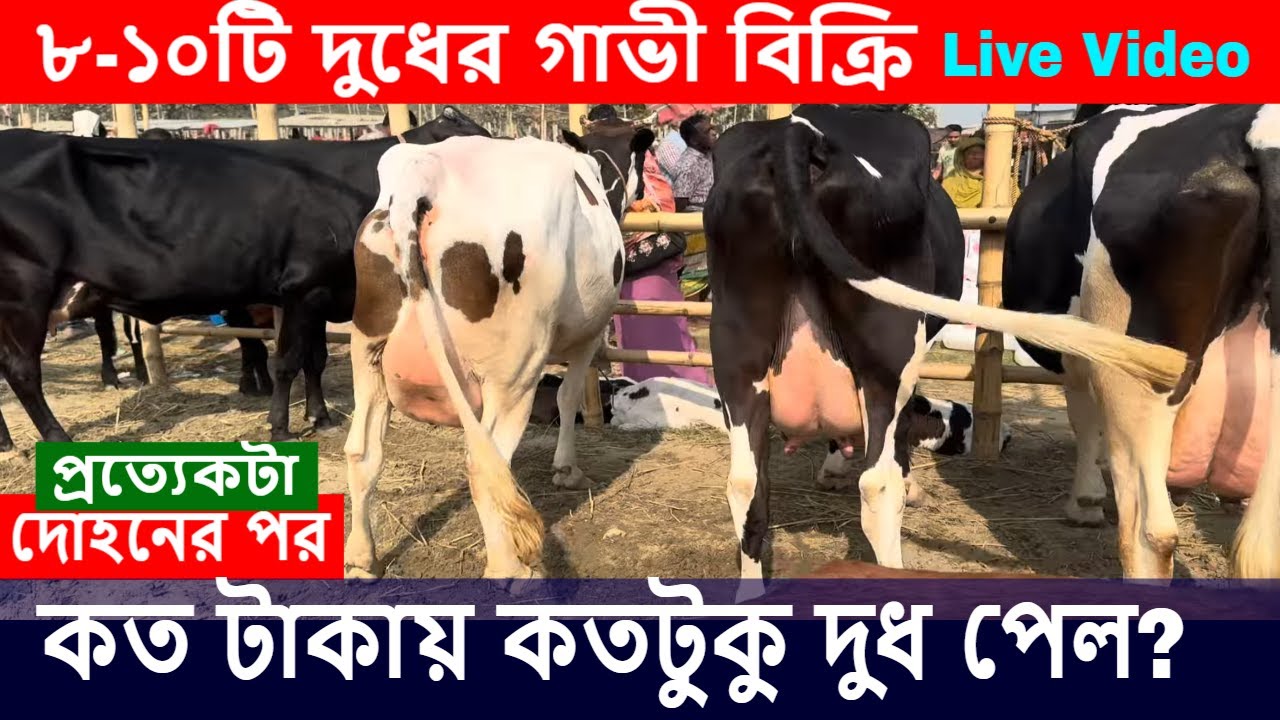 Live Video | হযরতপুর হাটে ৮-১০টি দুধের গাভী বিক্রি! দাম ও দুধের আসল রেকর্ড জানুন | Agriculture News