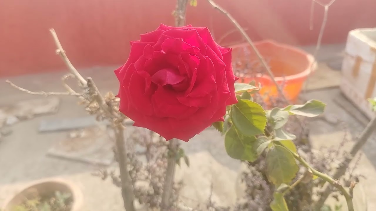 Rose and Hibiscus and sadabahar and Aparajita and Marigold and kela Flowers 🌷🌹🪴💐🌸🌺🍅🥰✨23/2/2026✨