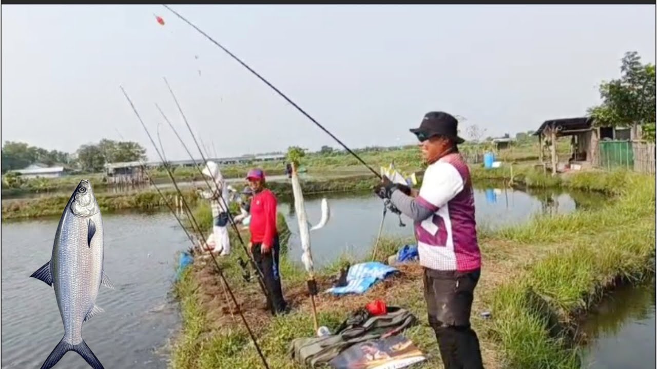 Spot Bagus Tarikannya Mantul // Memantau Hasil Strike Hari Ini, Empang Bang Abot, Marunda 
