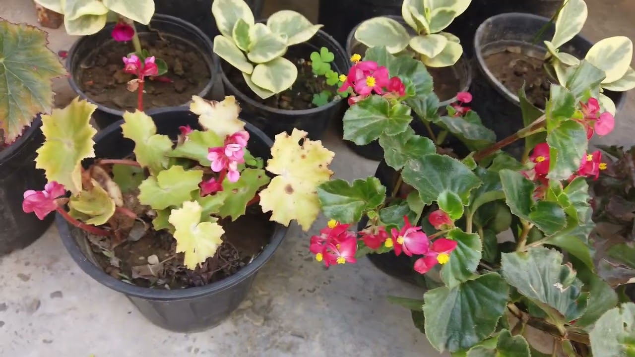 Begonia flowering season in india | begonia care and propagation | begonia flower plant