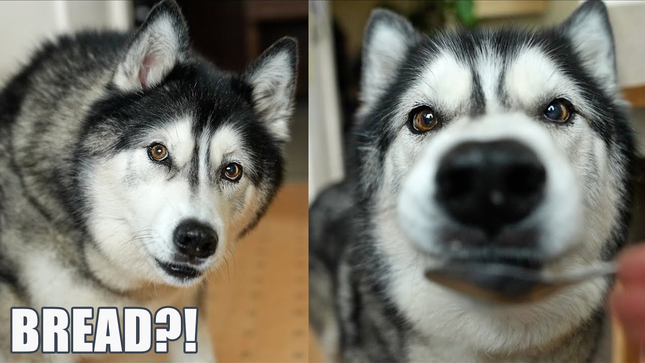 Baking Bread With My Husky! He Can't Believe it!