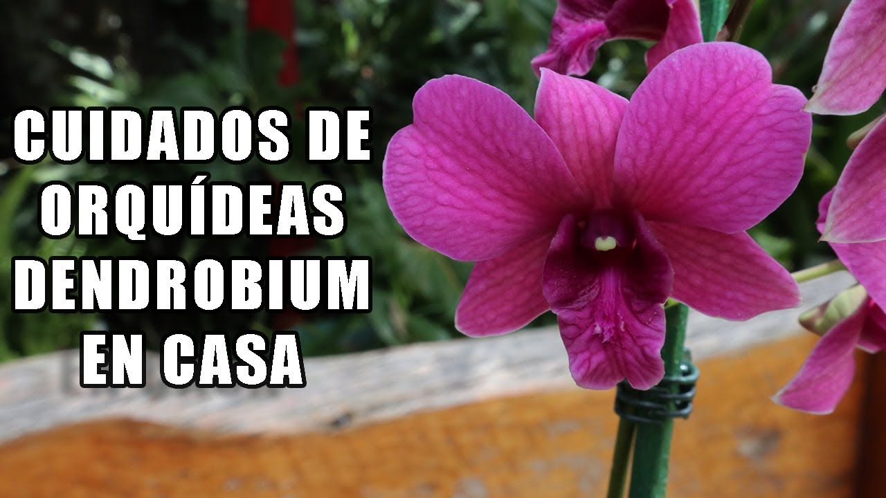 Cuidados de Orquideas Dendrobium || Orquiplanet