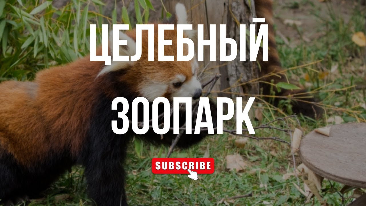 СЕУЛЬСКИЙ ЗООПАРК | Наши впечатления, как добраться и в чем особенность