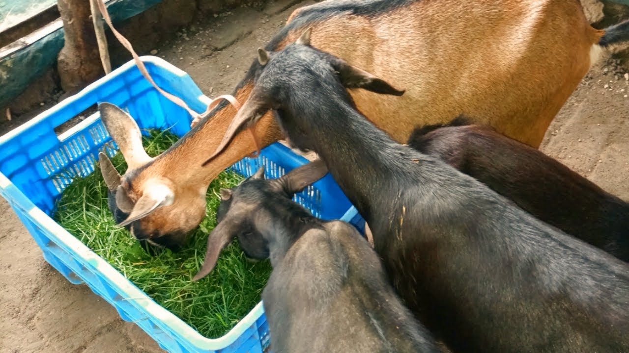 Low investment village goat farming ||  Small Rural Goat Farm