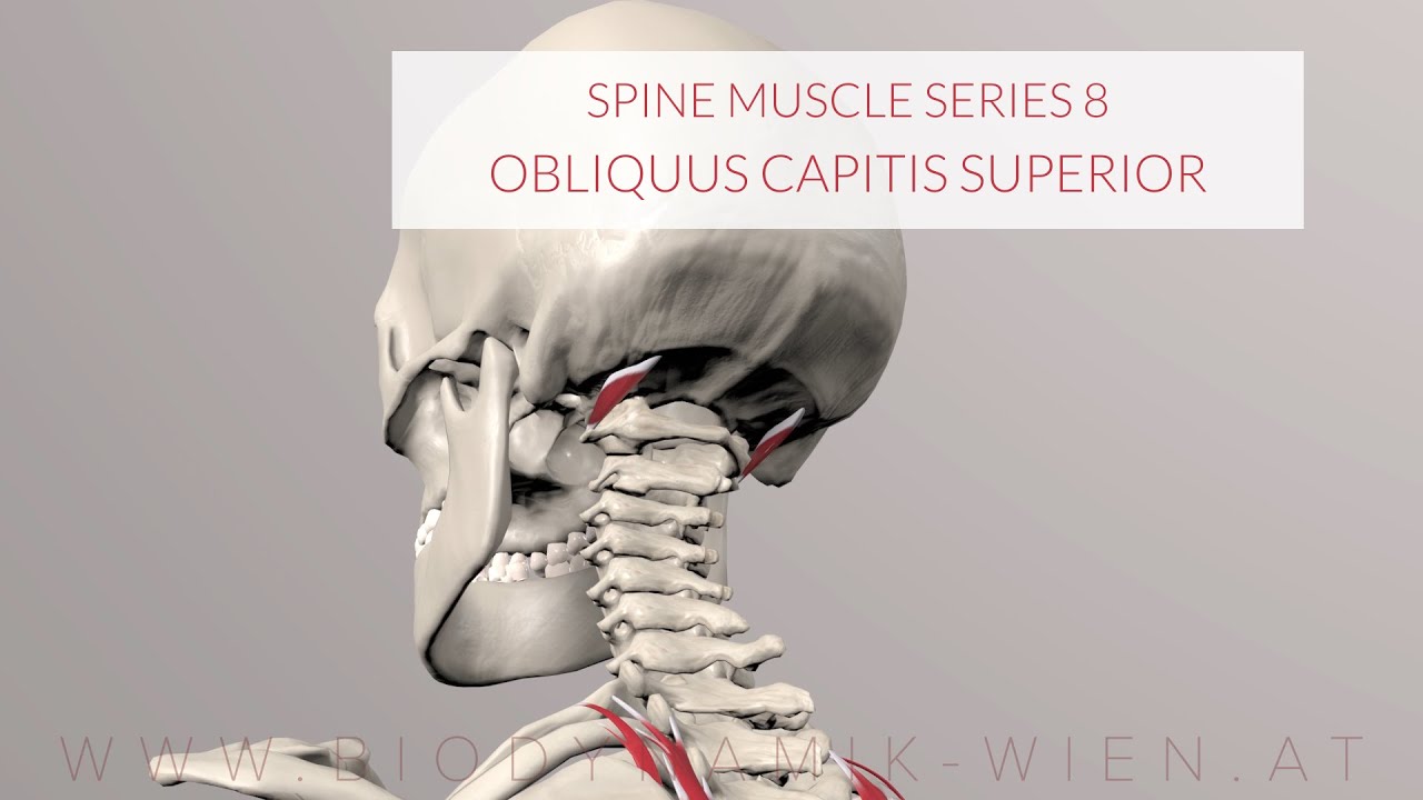 Spine Series Part 8, Neck Muscles: Obliquus Capitis Superior (3D Animation)