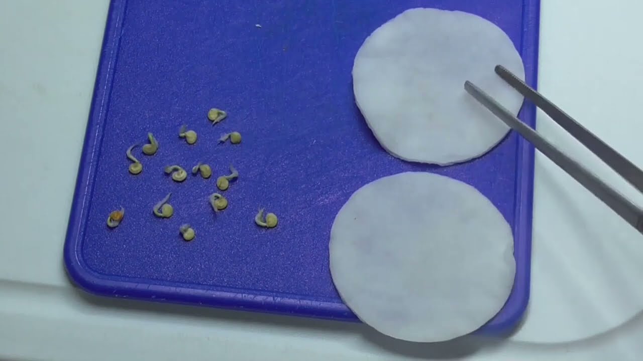 Allerschnellste Keimung in 8 Stunden von Paprikasamen bei Verspätung mit Aussaat und 100% Kontrolle.