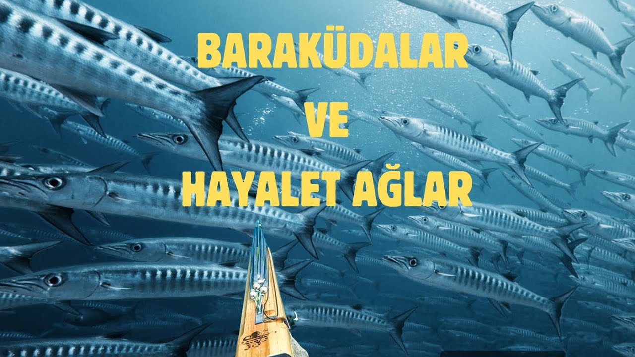 Mersin'de baraküda sürprizi | Hayalet ağlara takılan balıkları kurtardım