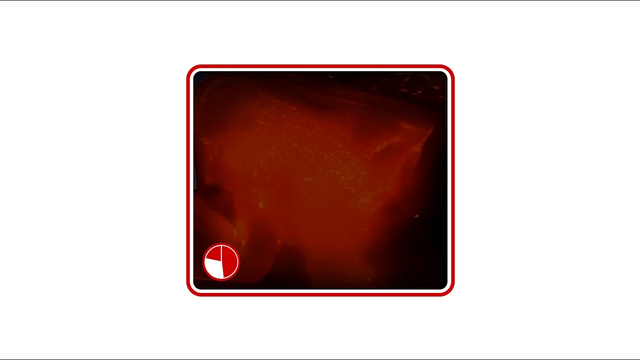 Red Calx [slo]
