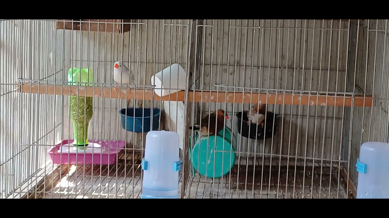 Snow white🐦🪺