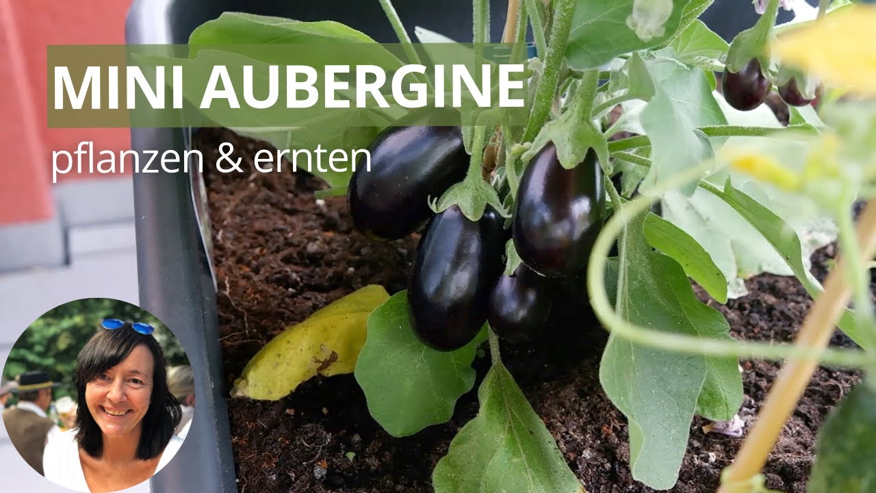 Mini Auberginen pflanzen und ernten Balkon - Wann sind Auberginen reif?