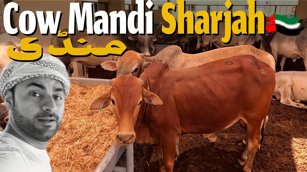 Sharjah Livestock Market | Cow Mandi 2024 | Bakhra Mandi UAE