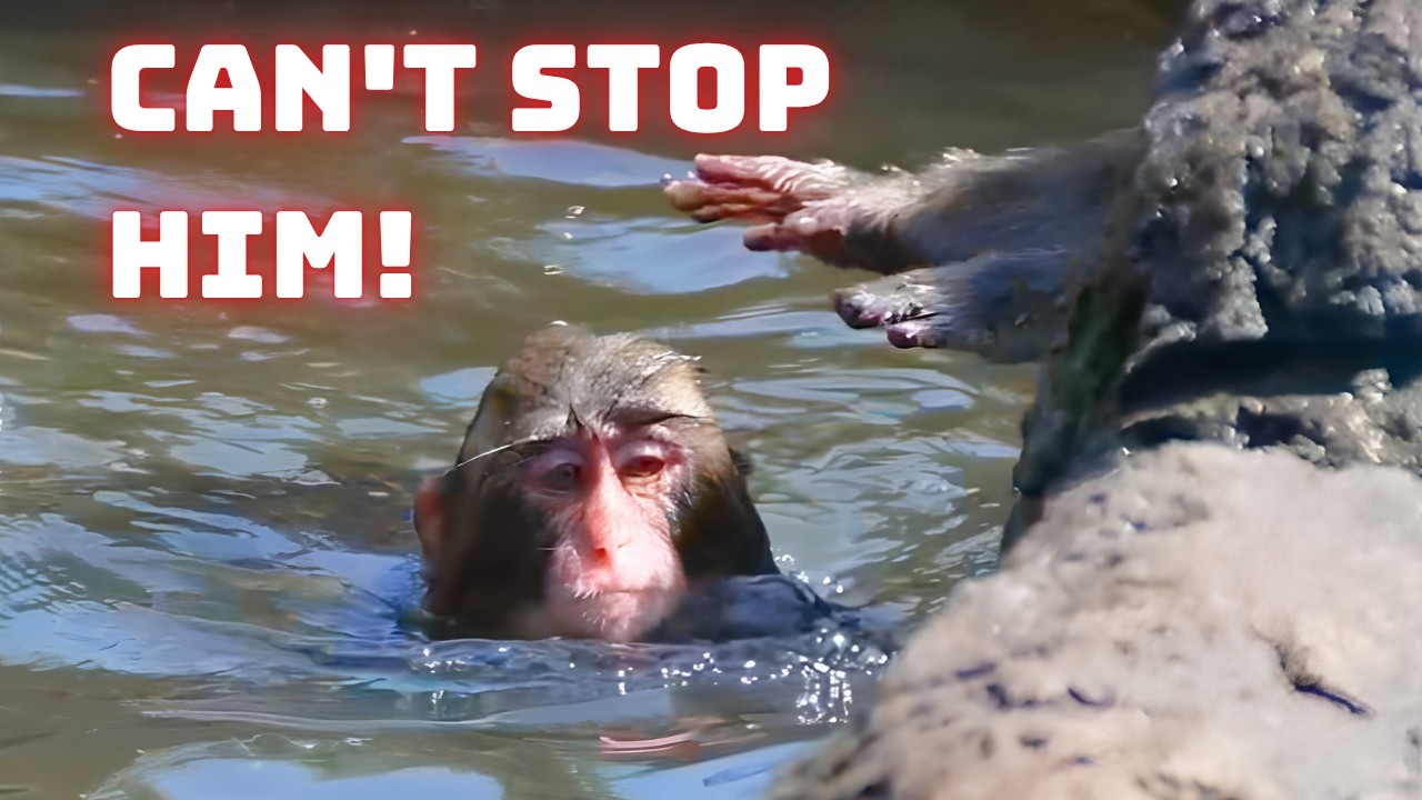 We Didn't Expect Punch to React Like This to the Water Pool...