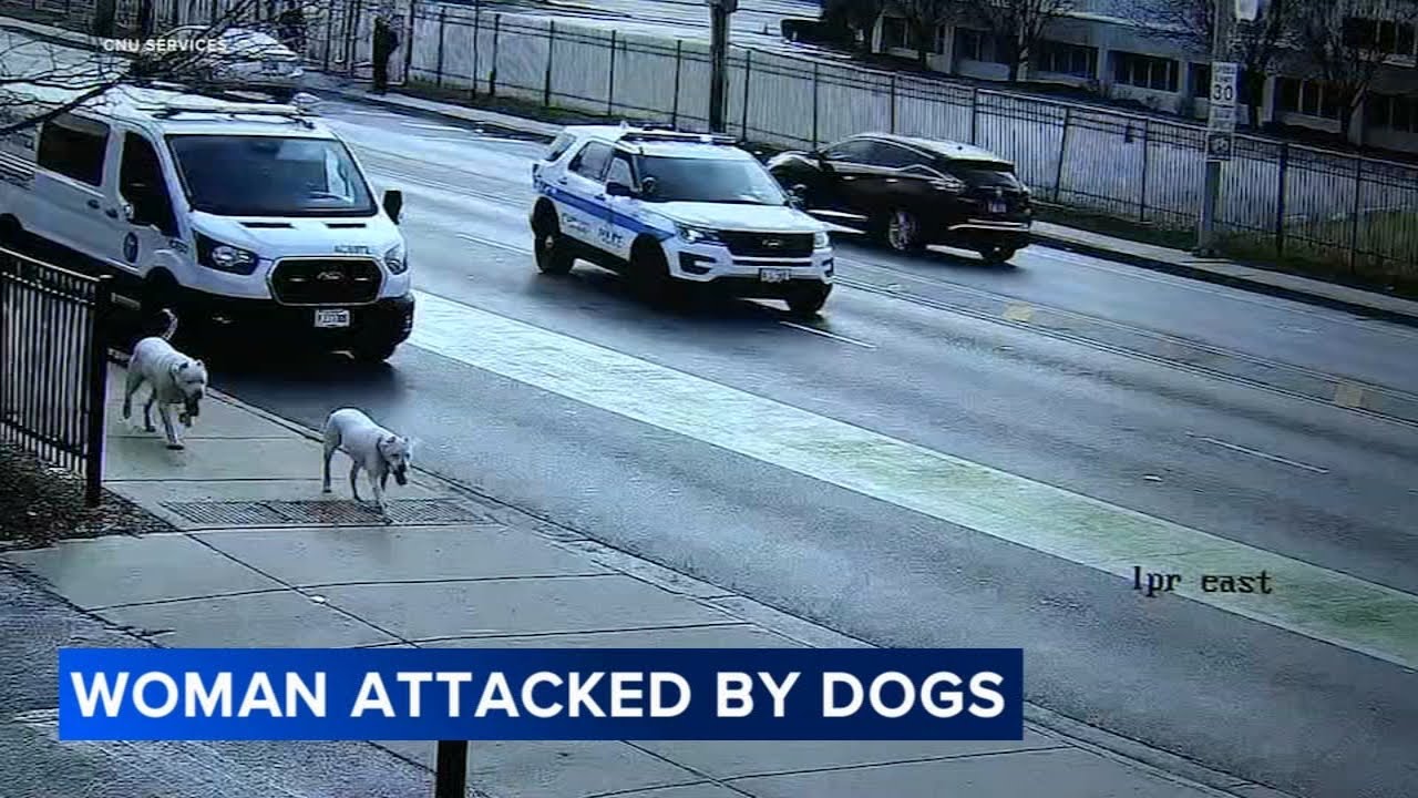 Chicago police officer fatally shoots dog in West Pullman after 2 dogs attack woman, CPD says