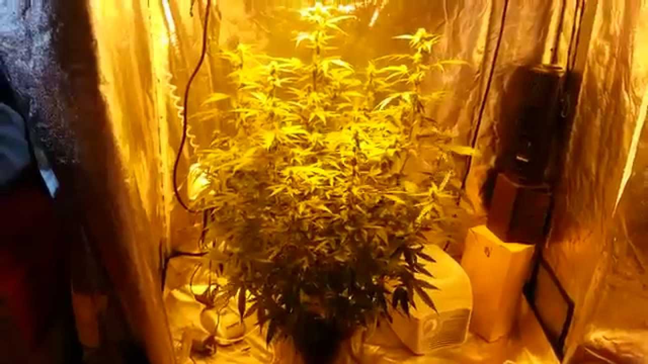 Indoor grow UPDATE! Auto Flower
