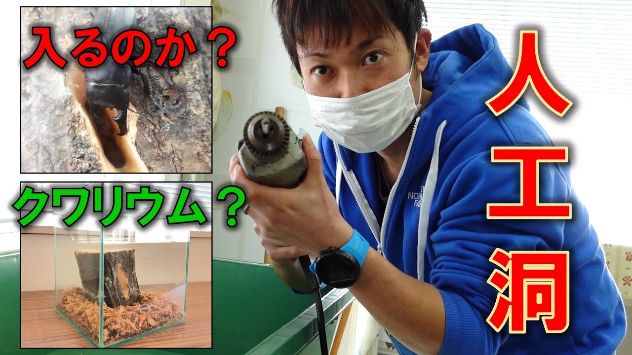 クワガタが入る「人工洞」を作ってみた #クワリウム #人工洞
