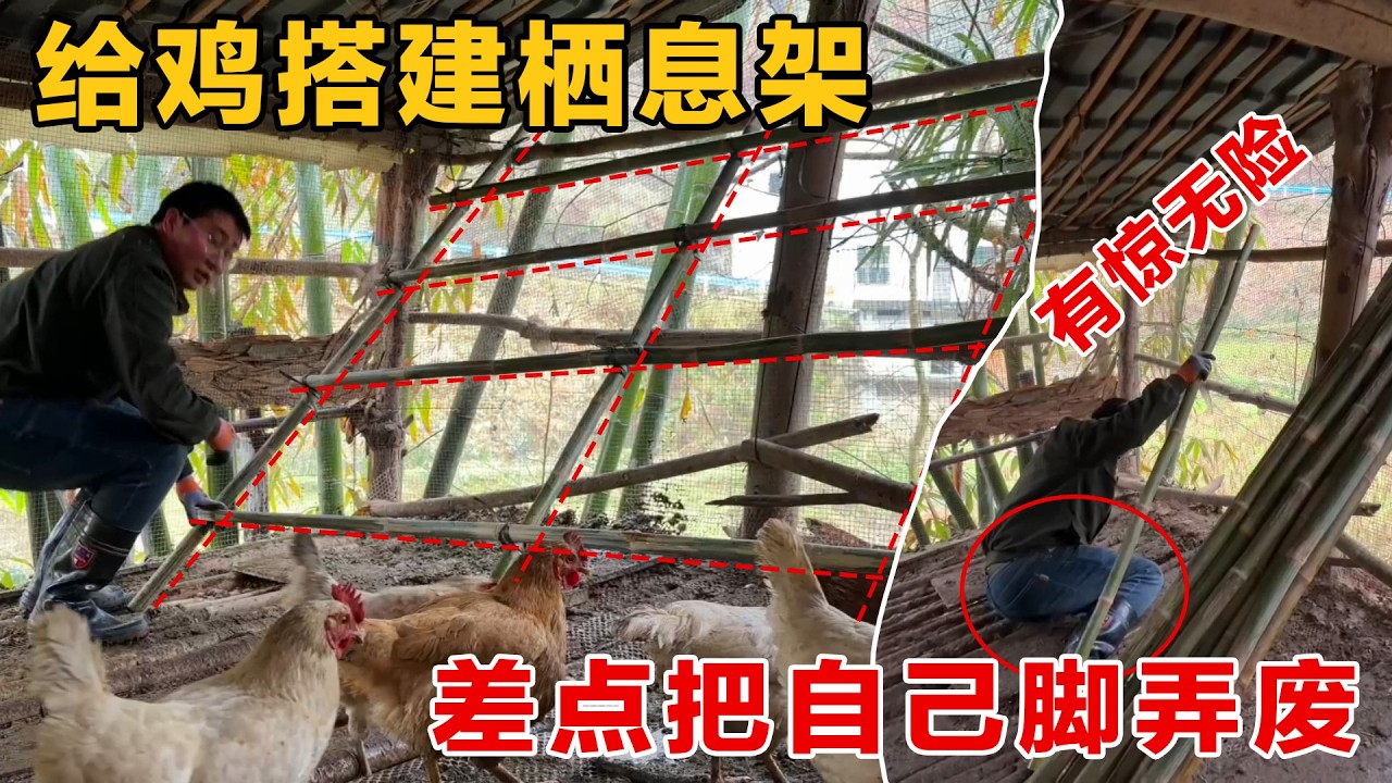 给鸡搭建栖息架，把自己给搭进去了，还好有惊无险，没有大问题