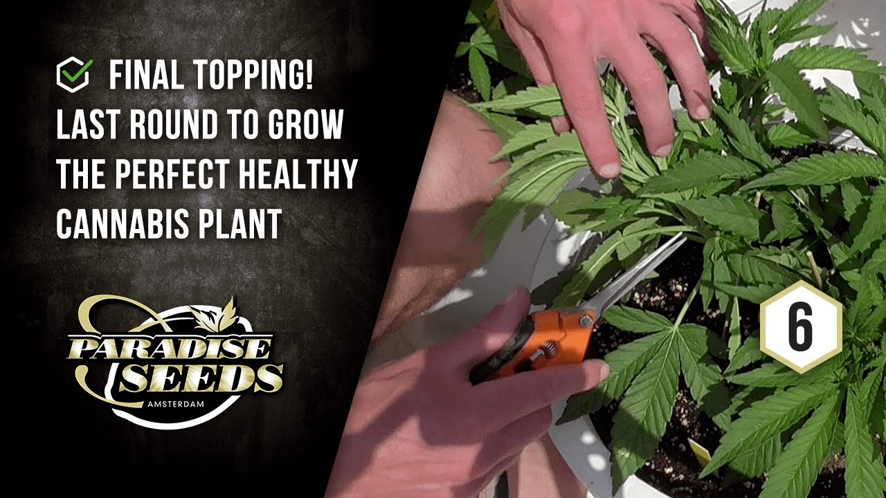 PARADISE SEEDS SKUNK WORKS PROJECT EP#6: FINAL TOPPING FOR 8 MAINLINES