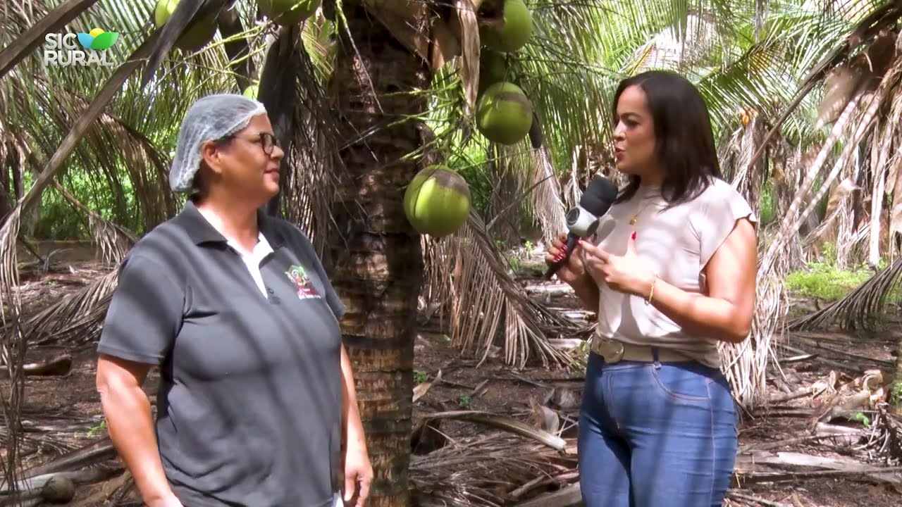 SIC Rural: Como funciona a produção da Cocada, dos coqueiros até o consumidor (14/05/2023)