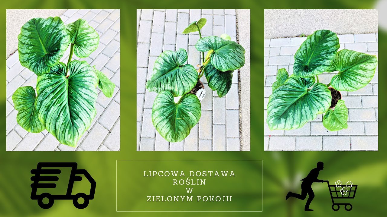 Filodendron mamei, dużo kalatei i wiele innych roślin domowych w lipcowej dostawie w Zielonym Pokoju