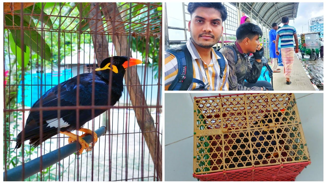 ঈদের ছুটিতে ময়নাকে কিভাবে গ্রামের বাড়িতে নিয়ে যাই || Kurbani Eid || Maynar Eid Vacation 2k23.