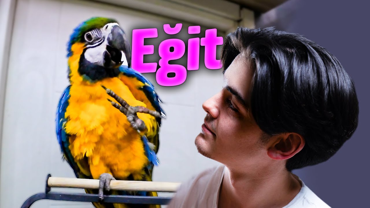 20 Dakikada Macaw  Papağanı Eğittim 